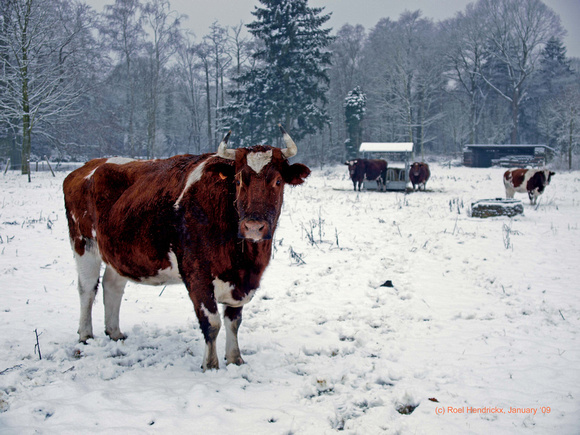 The Cow that Came in from the Cold