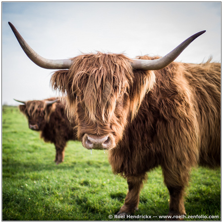 Bull (Highland Cattle)