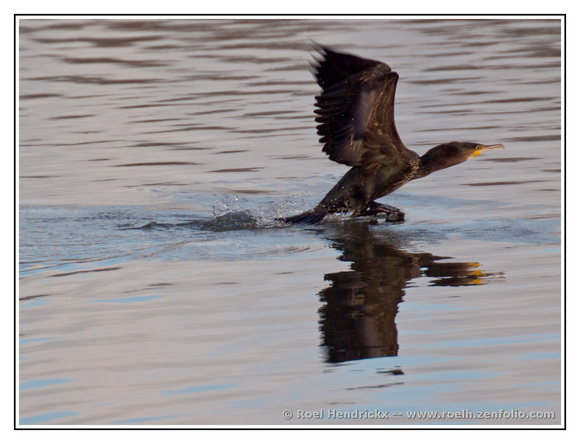 Cormorant Cleared for Take-Off
