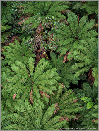 Ferns from Above I