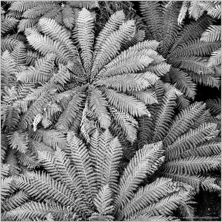Ferns from Above III
