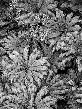 Ferns from Above IV