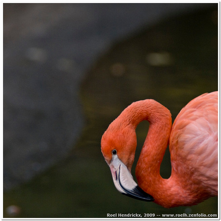 Them Curvy Flamingoes