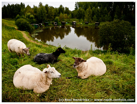 Sheep and Fishing Pond